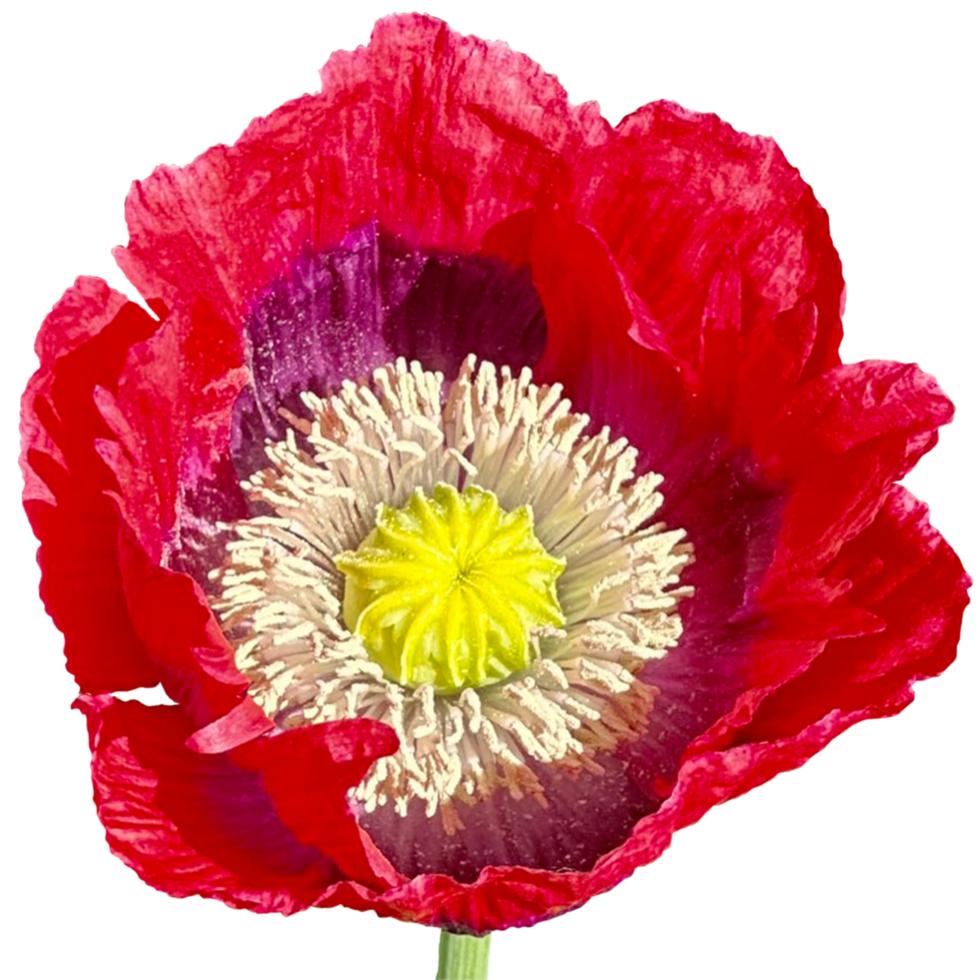 vermillon coquelicot fleur des graines png