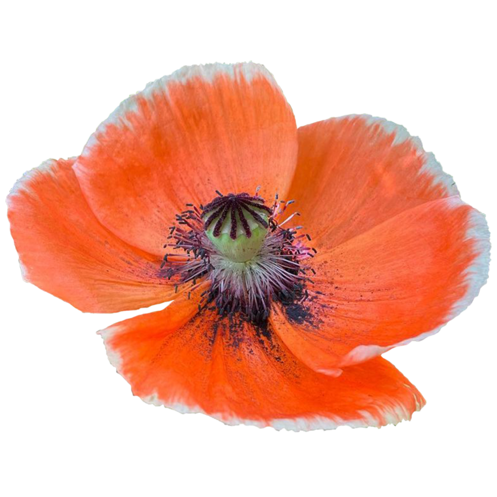 Oriental coquelicot prince de Orange png