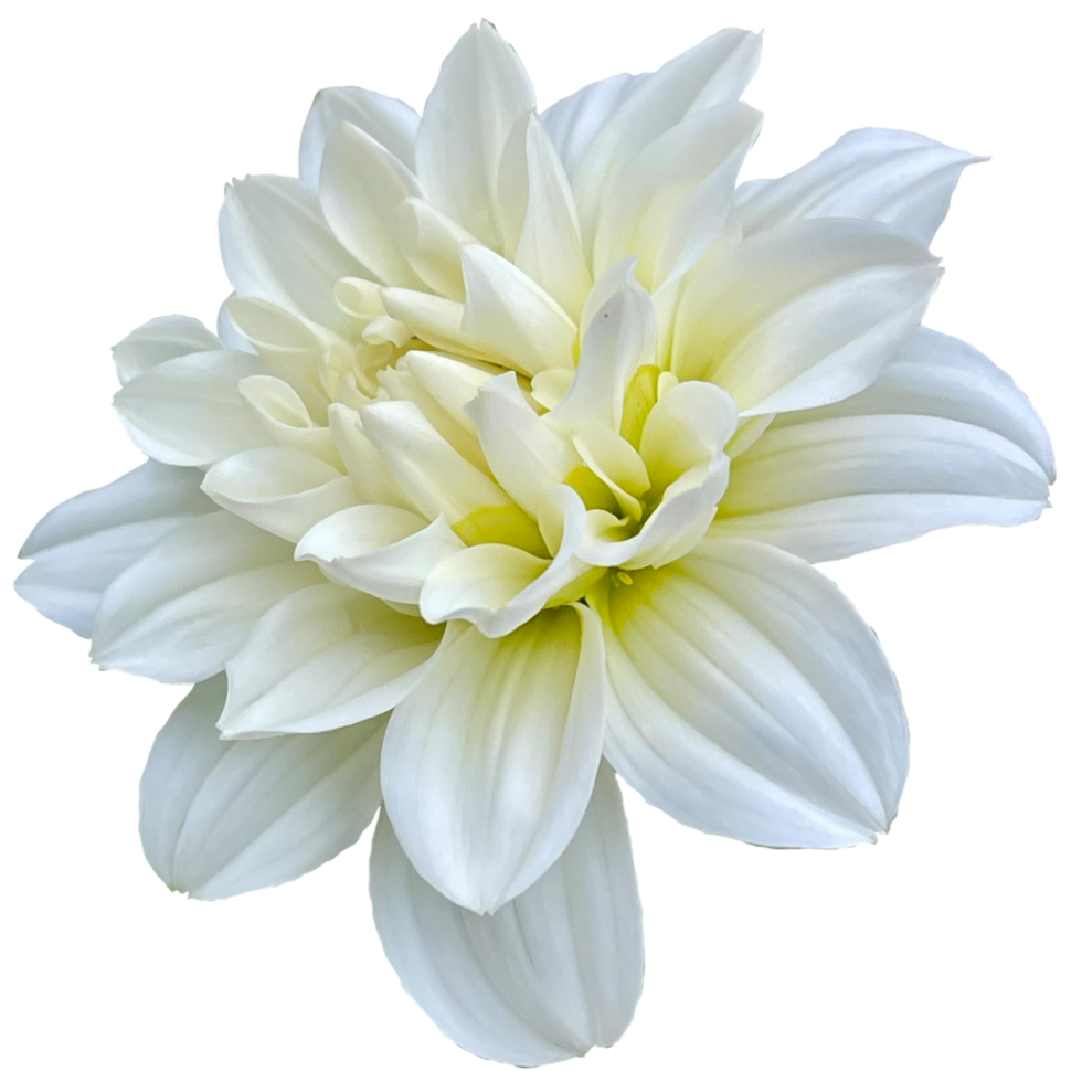 Dahlia White Onesta png