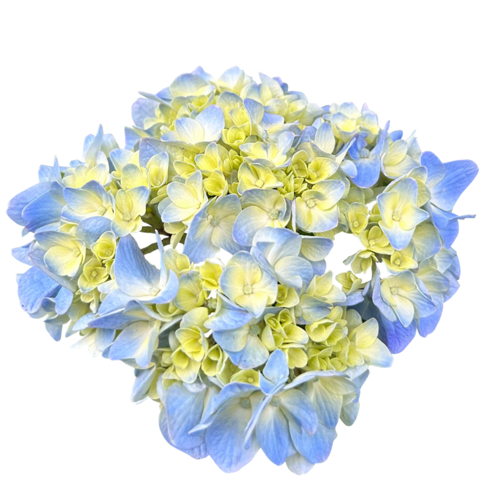 Häftigt blå hortensior blommor png