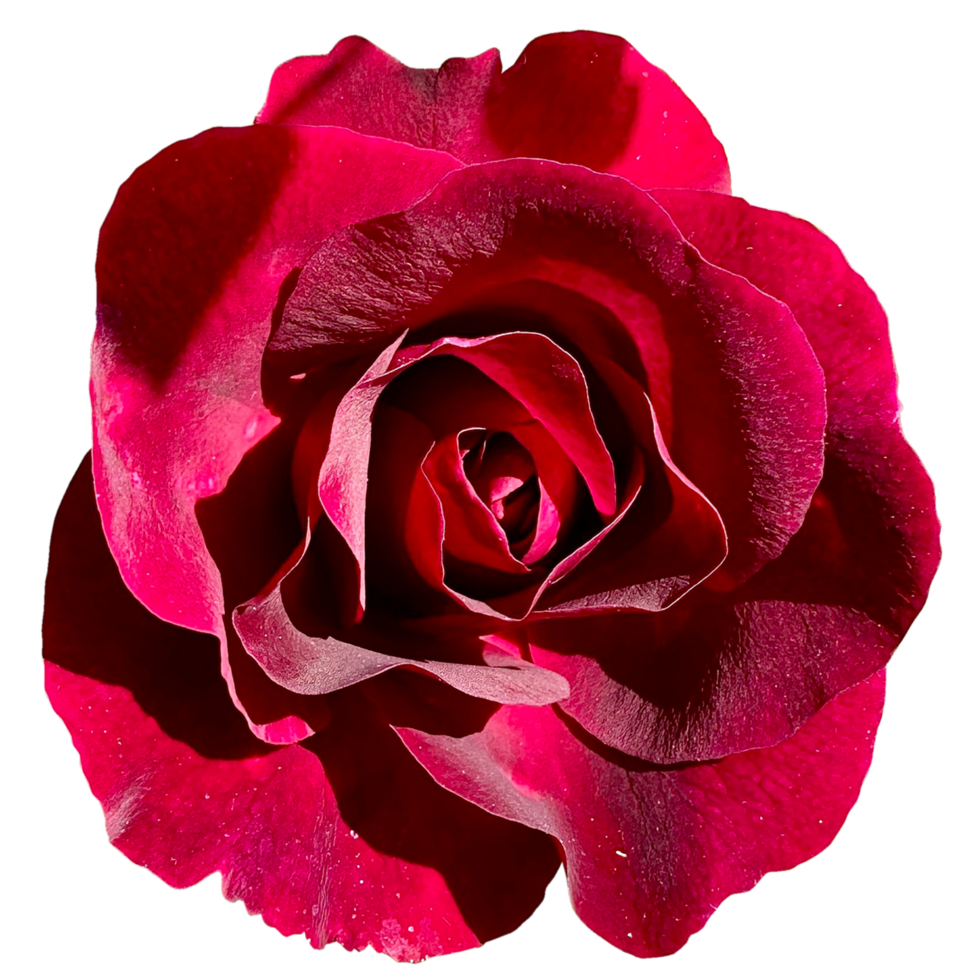 Hybrid Tea Bush Roses png