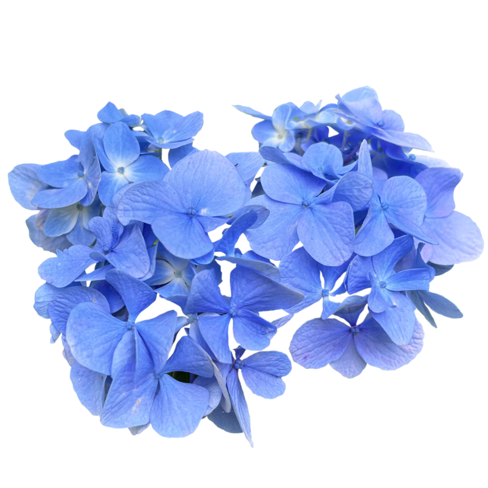 Cool Blue Hydrangeas flowers png