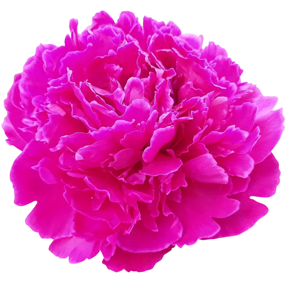 pink peony flower. Paeonia lactiflora Chinese peony or common garden peony. One flower png