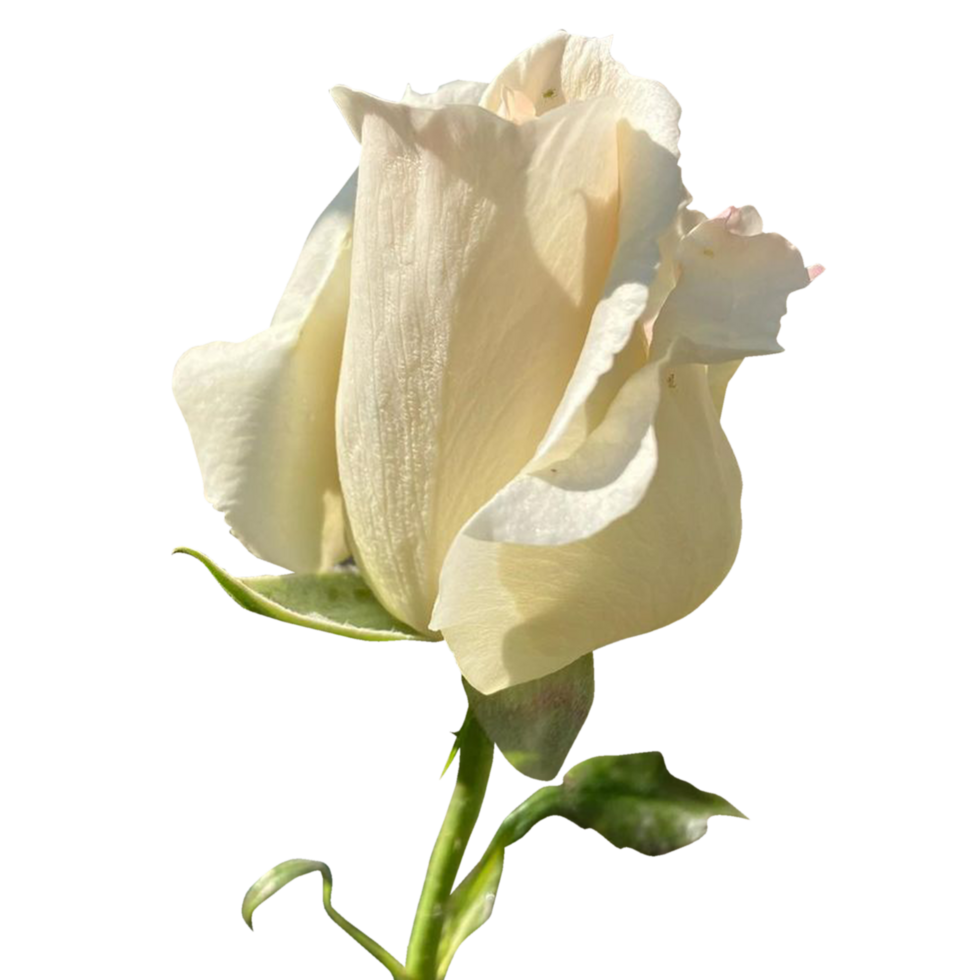 White Rose Flower 24486389 PNG