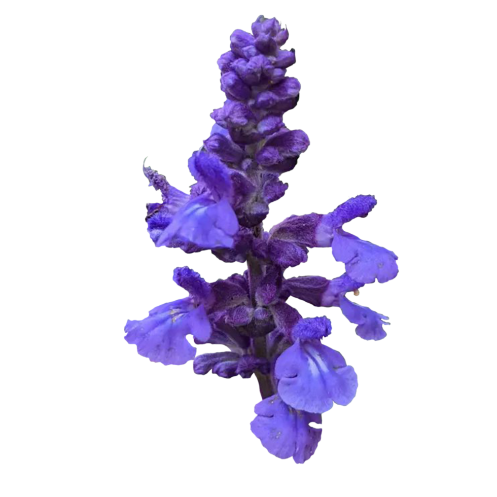 Lavender flowers growing in field png