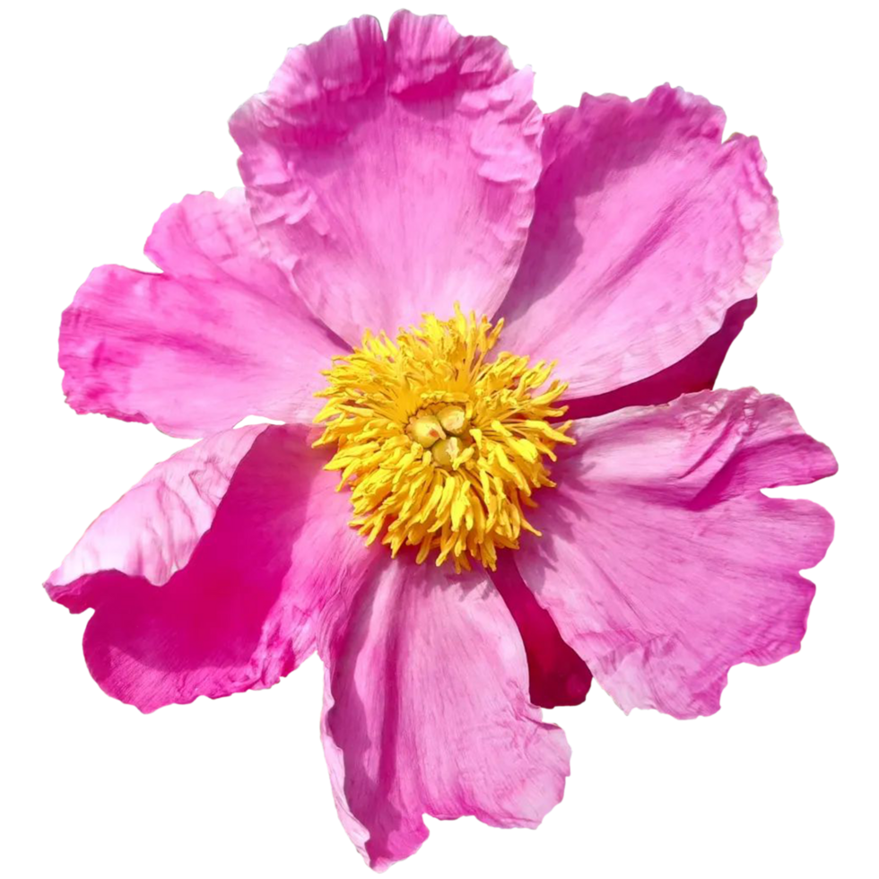 Beautiful Paeonia anomala pink flower png