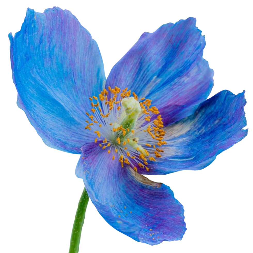 himalayan blauw papaver bloemen png