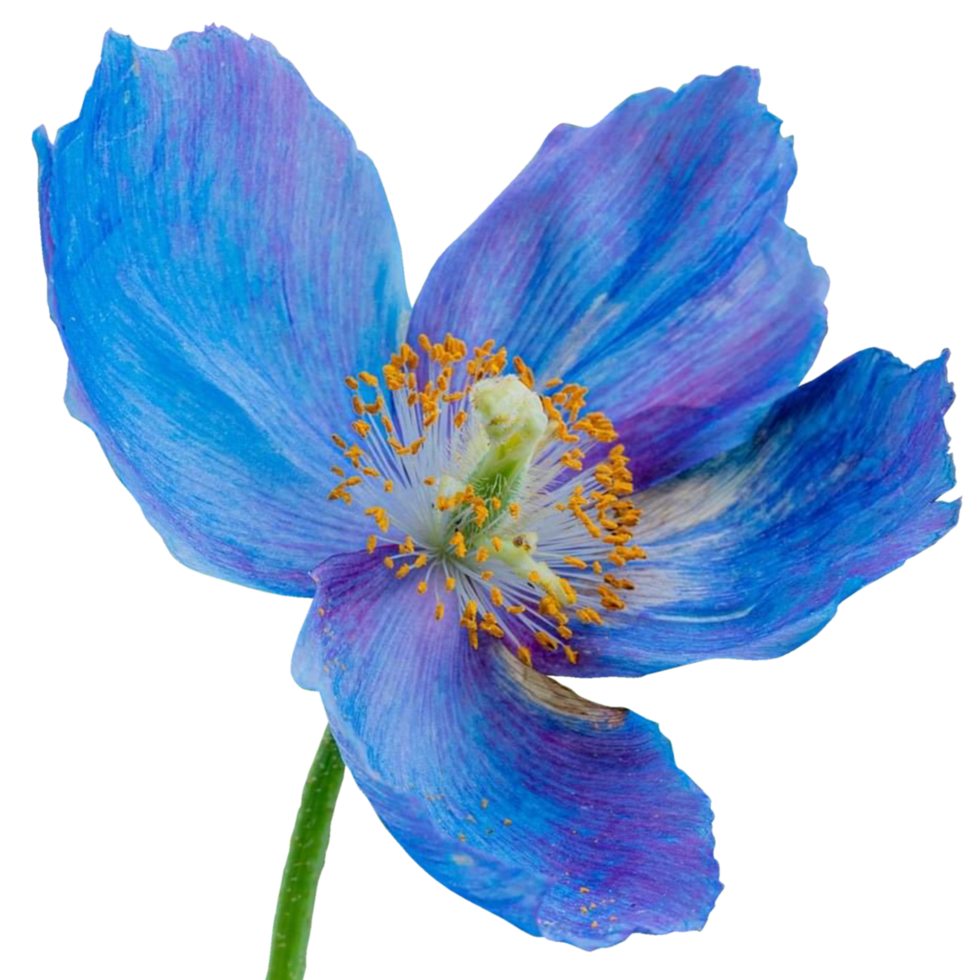 Himalayan blue poppy flowers png