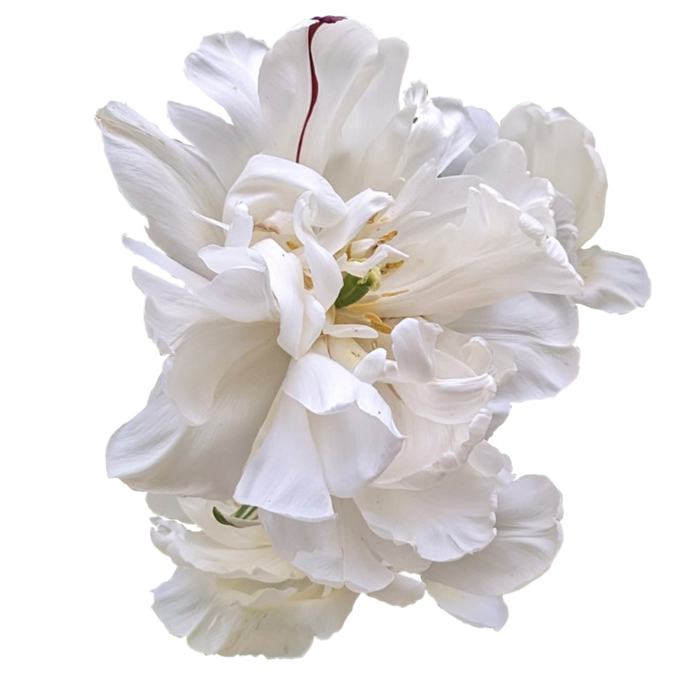 Pastel Double Tulips. White Tulips Closeup png