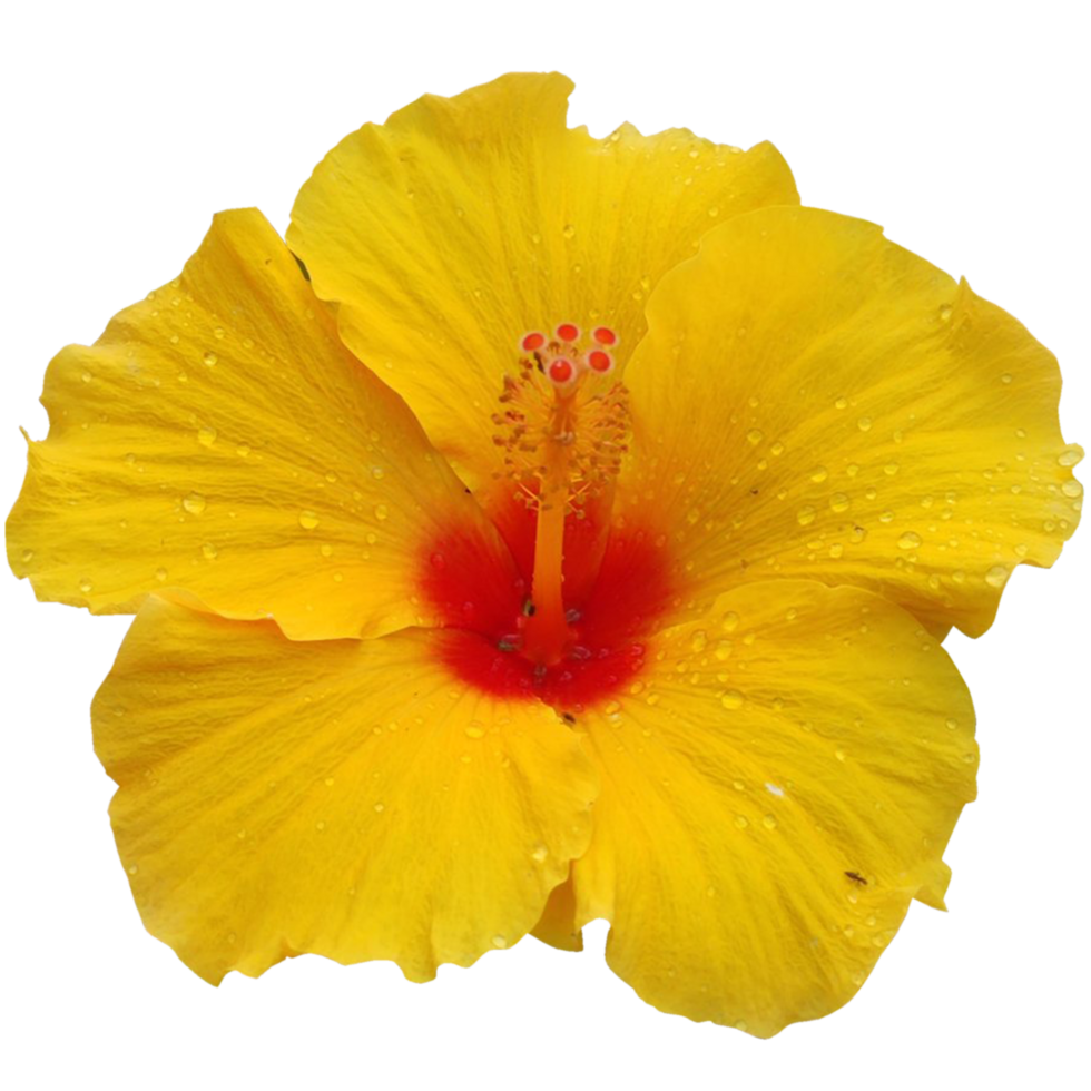 Yellow hibiscus with red center png