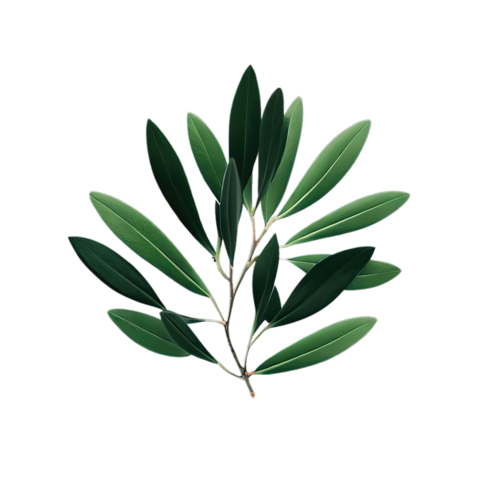 isolated tropical and summer plant png