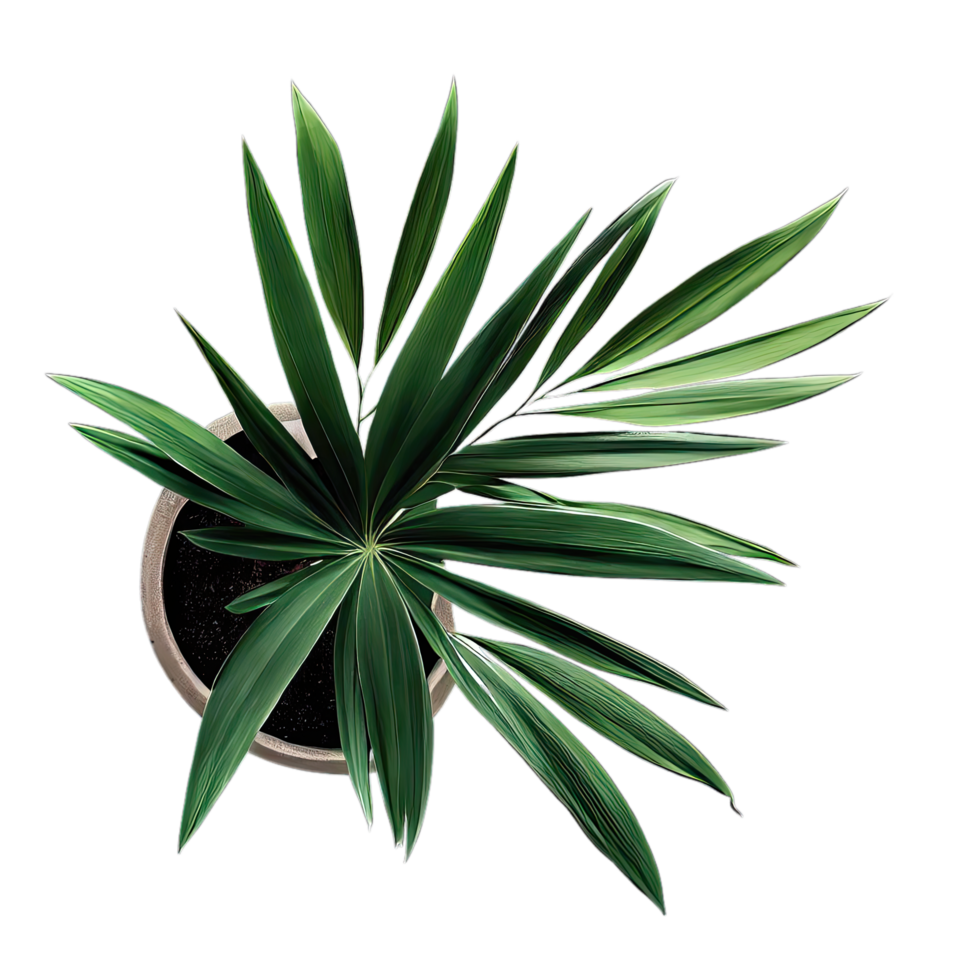 isolated tropical and summer plant png