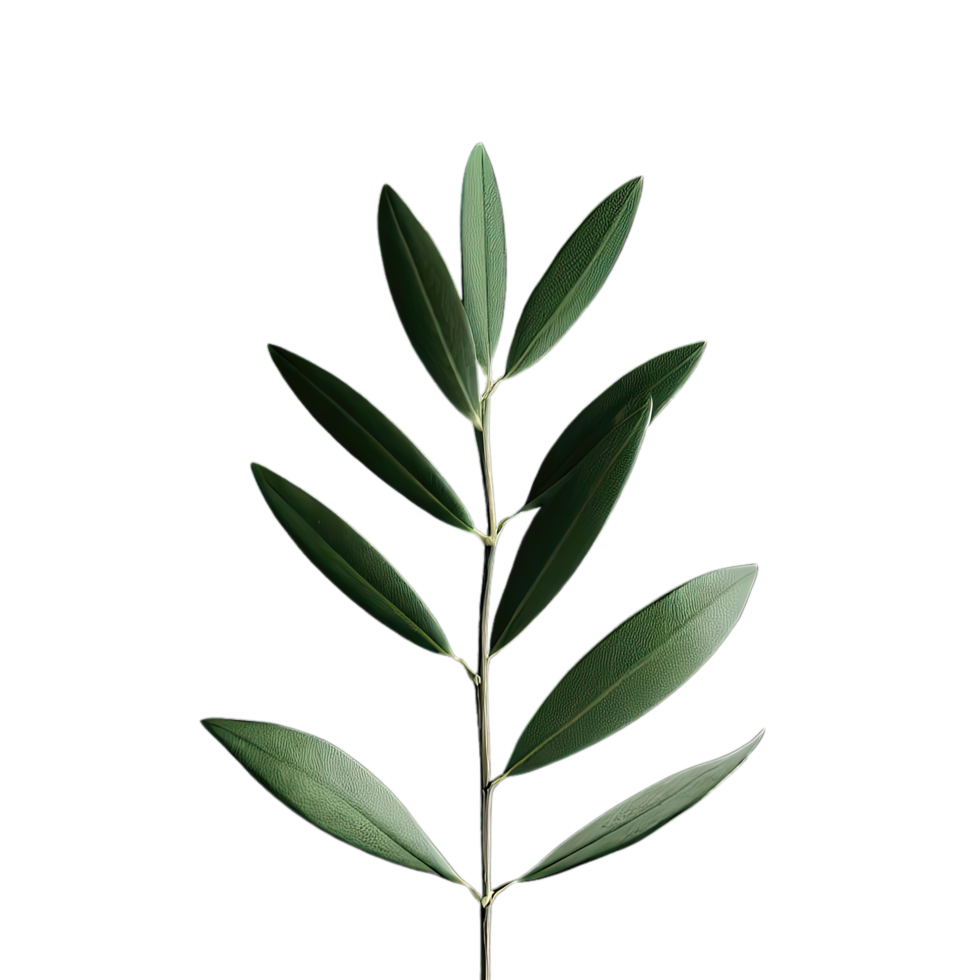 isolé tropical et été plante png