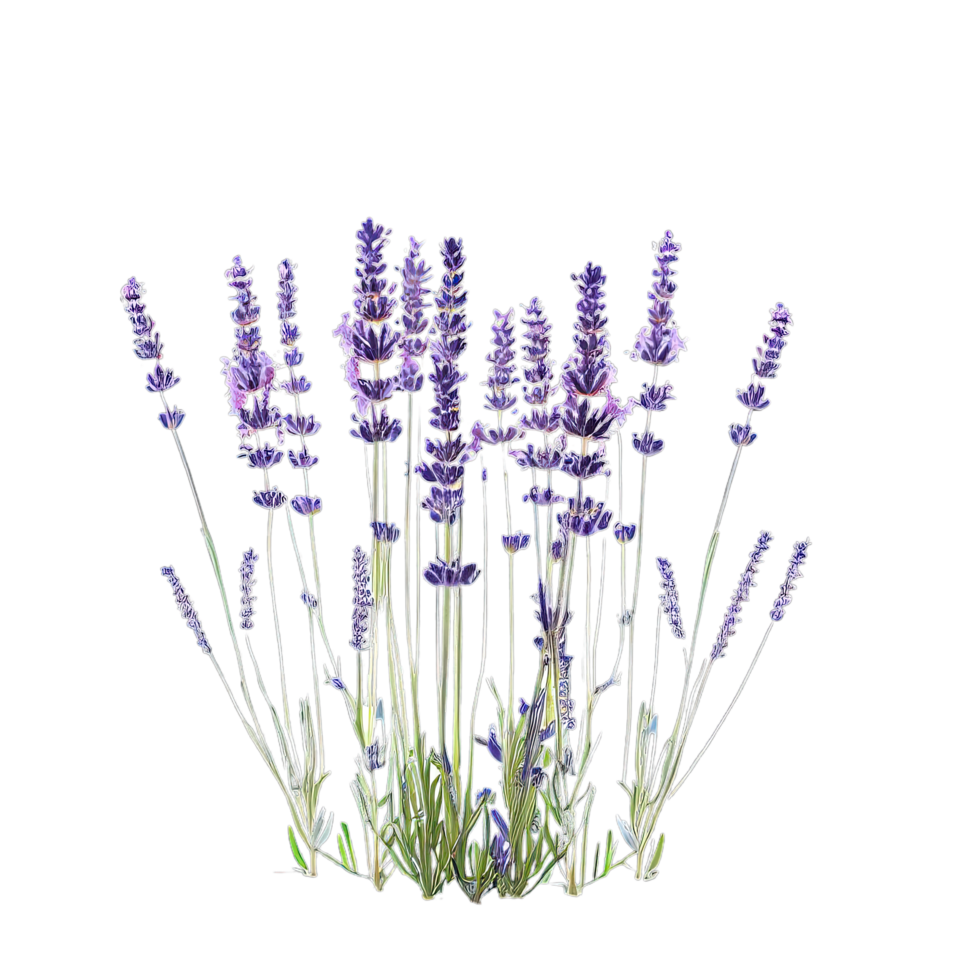isolated tropical and summer plant png