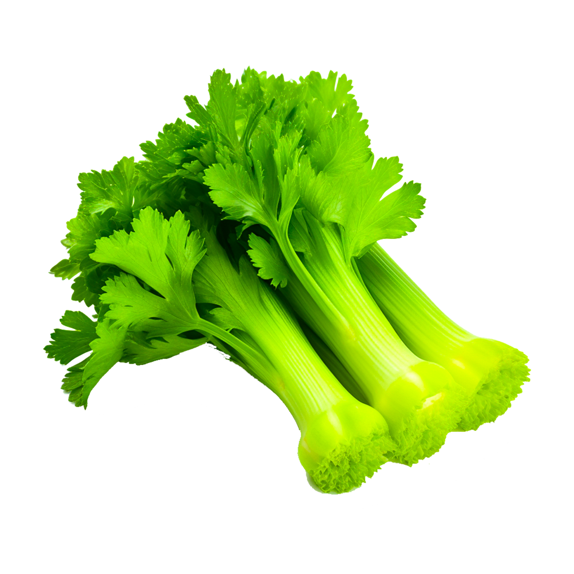 Celery leaves AI Generative 24488951 PNG