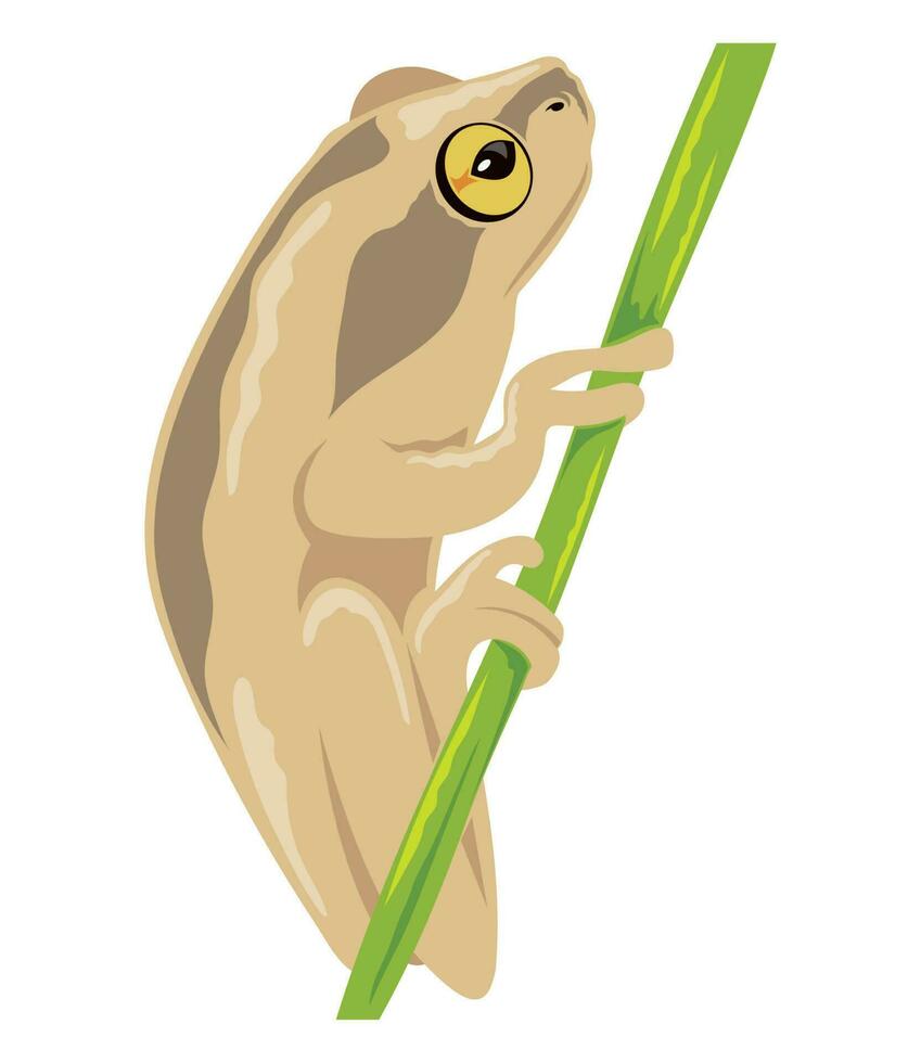 beige frog amphibian exotic animal vector