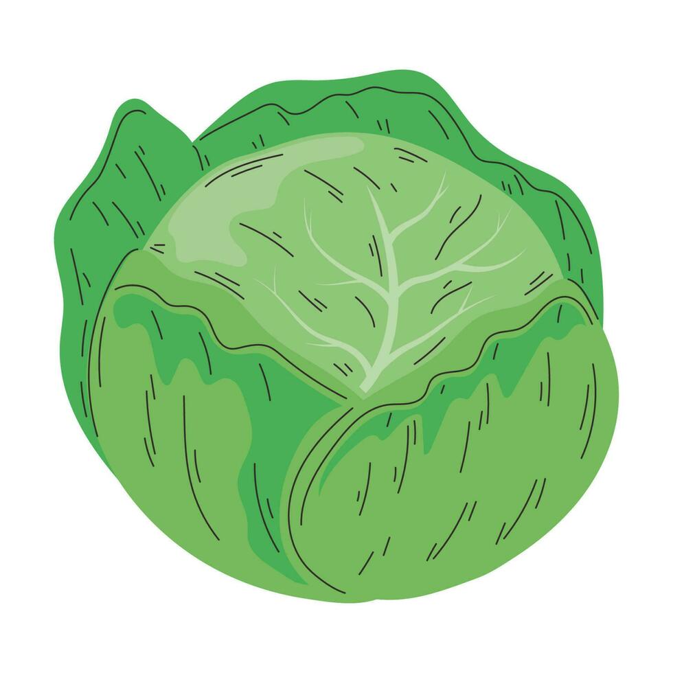 Fresco lechuga vegetal sano comida vector