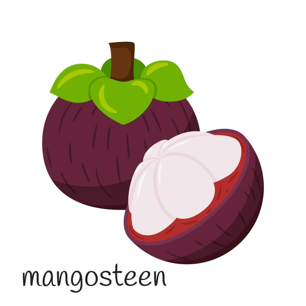 Whole mangosteen and half without skin. Flat style. Exotic, tropical fruit icon. Color vector illustration isolated on a white background.