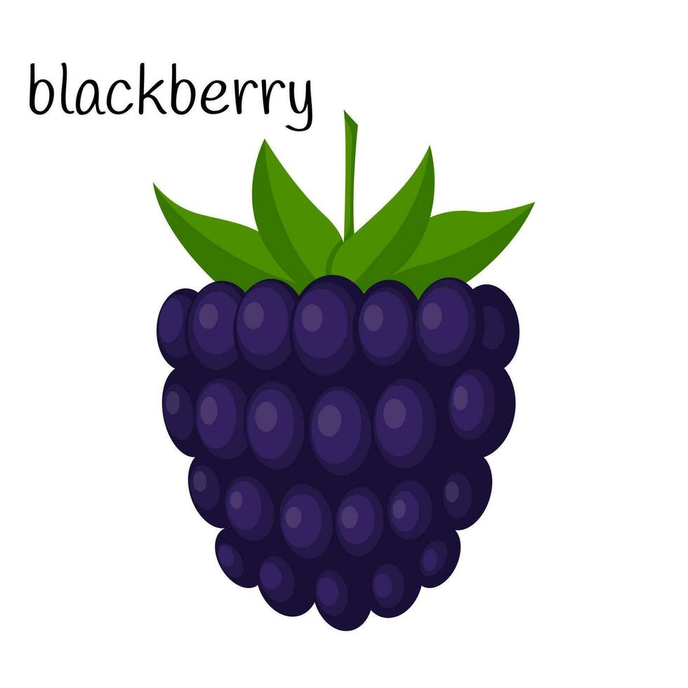 Blackberries with leaves. A single illustration. Fruit, berry icon. Flat design. Color vector illustration isolated on a white background.