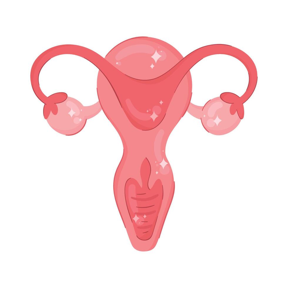 uterus feminine organ isolated icon vector