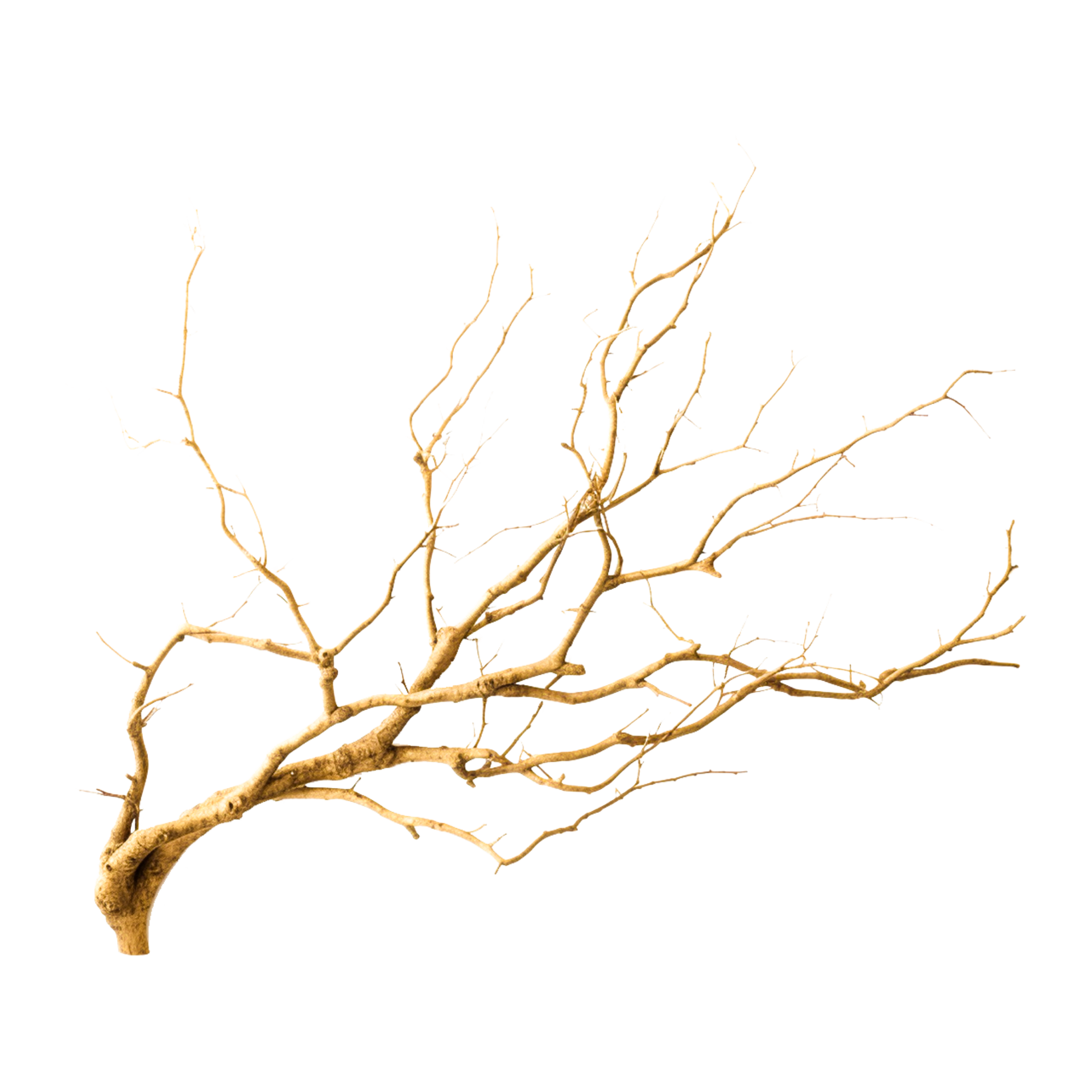 golden dry branch 24490344 PNG