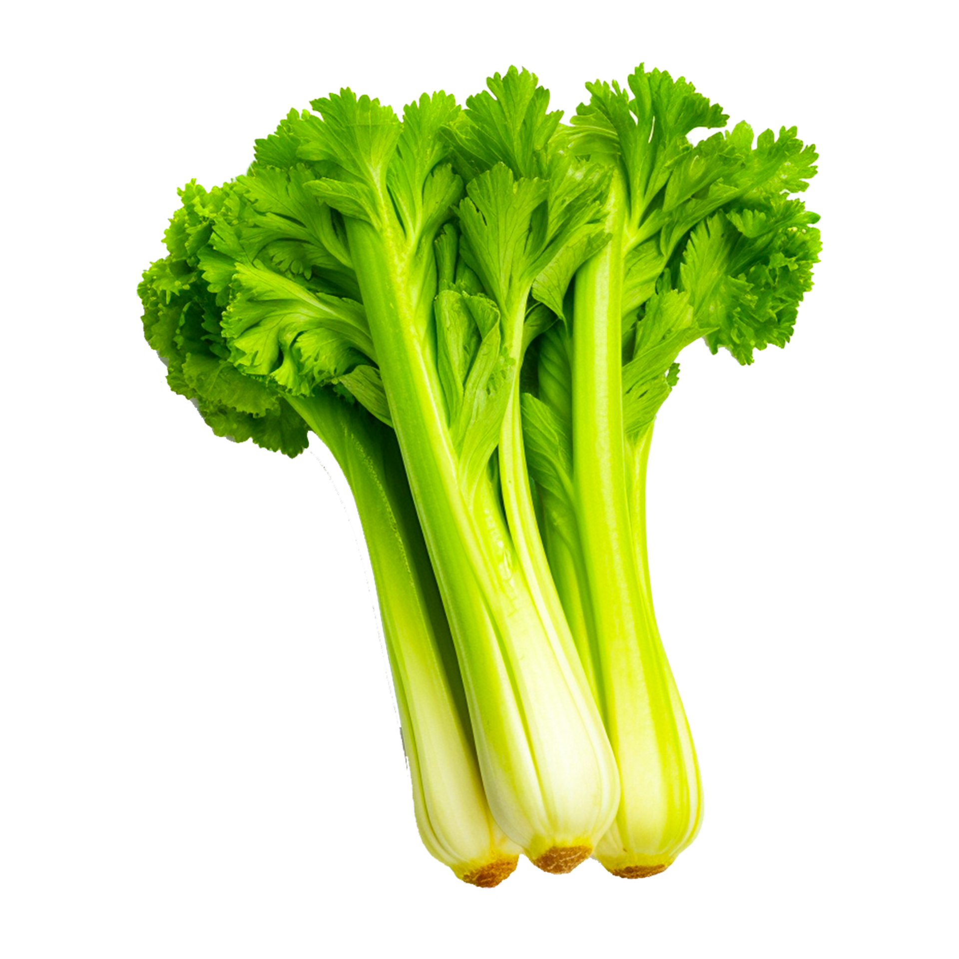 Celery leaves AI Generative 24491079 PNG