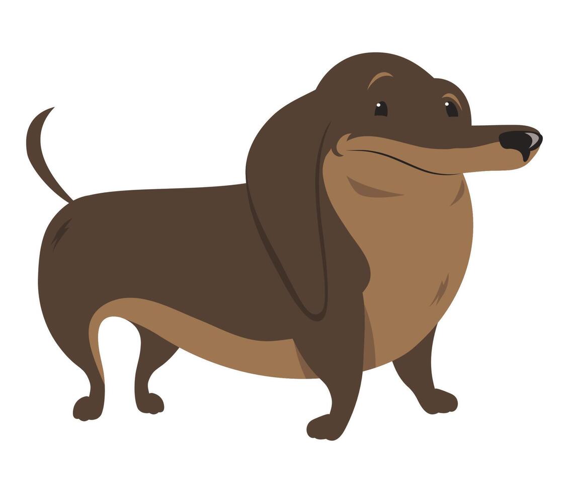 dachshund dog mascot domestic character vector