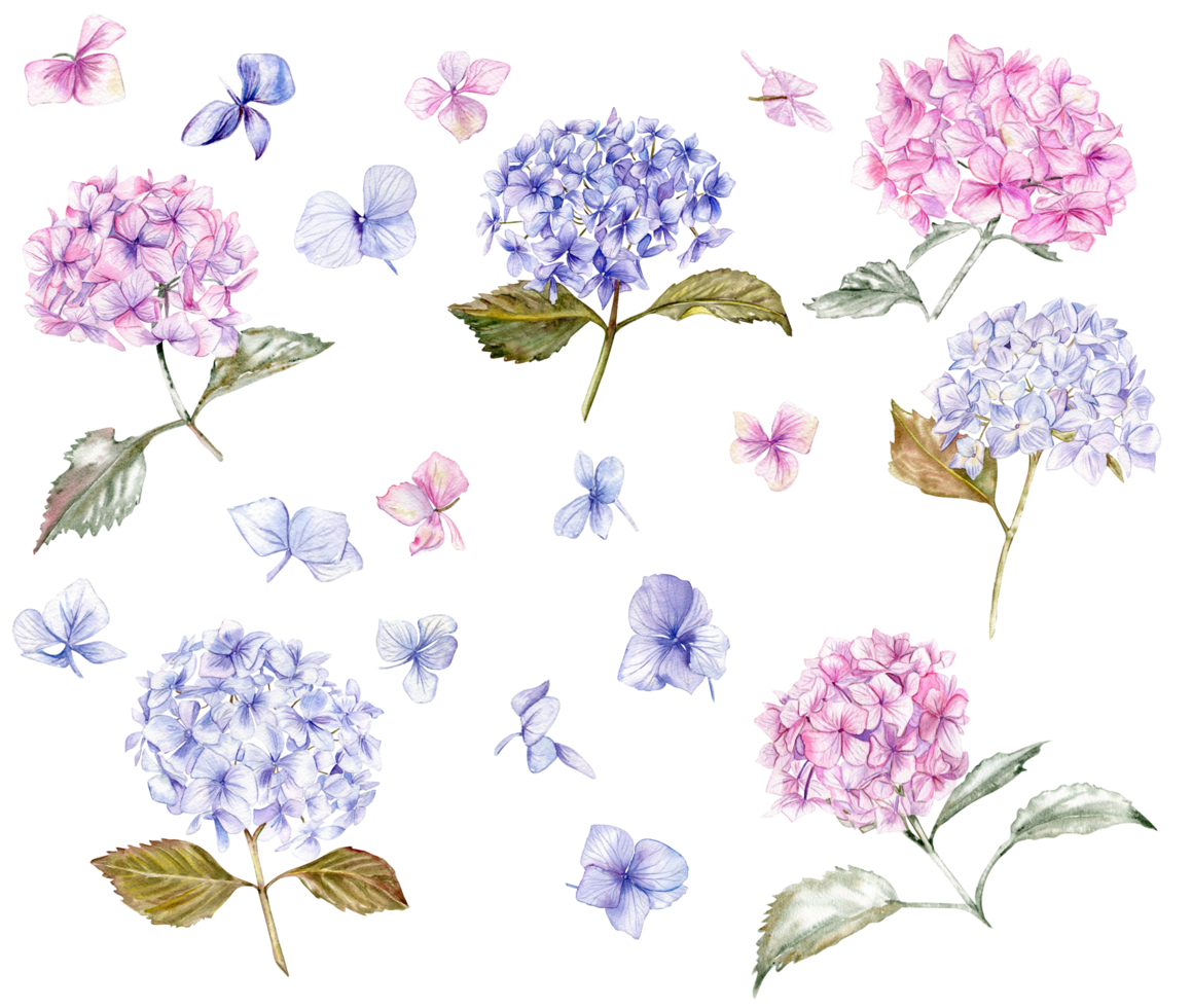 Fall set with blue and pink hydrangea flowers. For cards, backgrounds. Watercolor illustration for scrapbooking. Perfect for wedding invitation. png