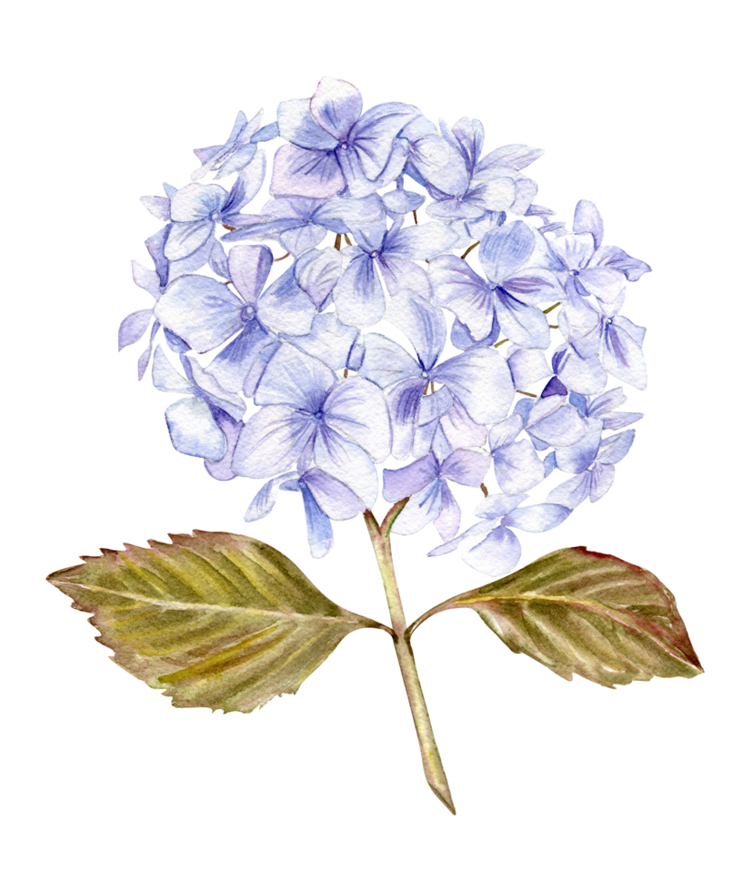 blå hortensia blomma. png