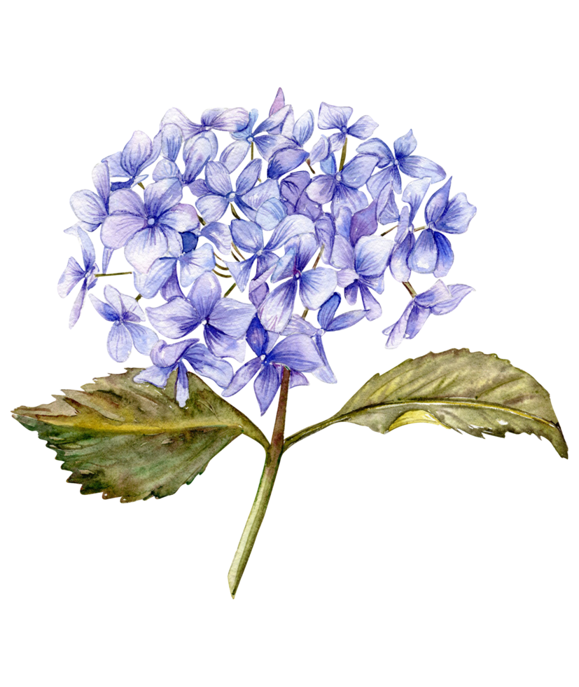 blå hortensia blomma. png