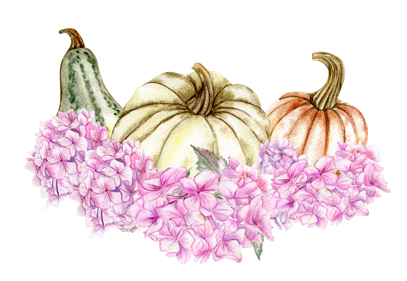 Fall composition with pink hydrangea and pumpkins. png