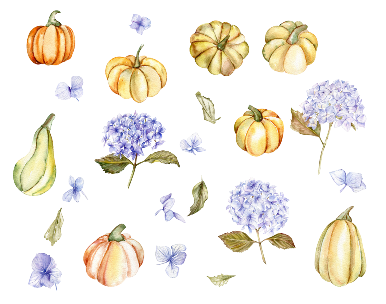 Fall set with blue hydrangea and pumpkins. png