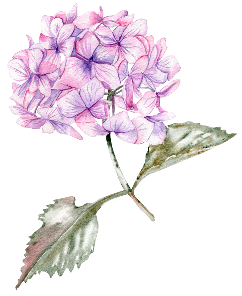 Pink hydrangea flower. png