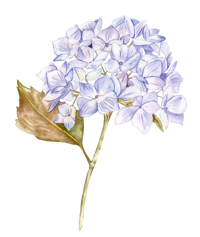 Blue hydrangea flower. png