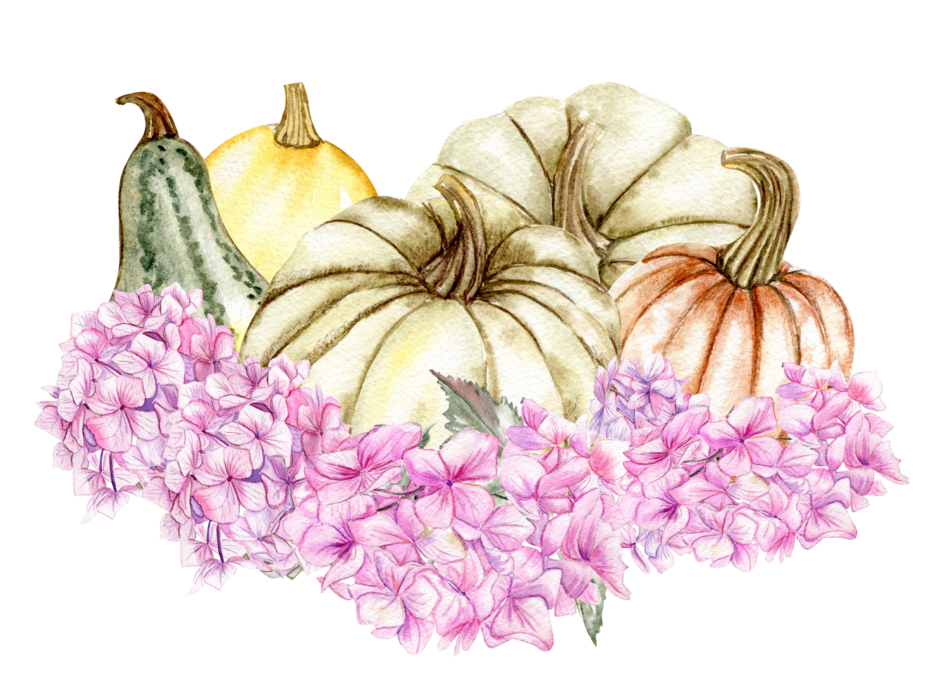 Fall composition with pink hydrangea and pumpkins. png