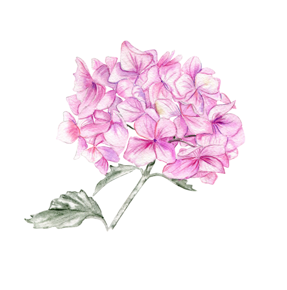 Pink hydrangea flower. png