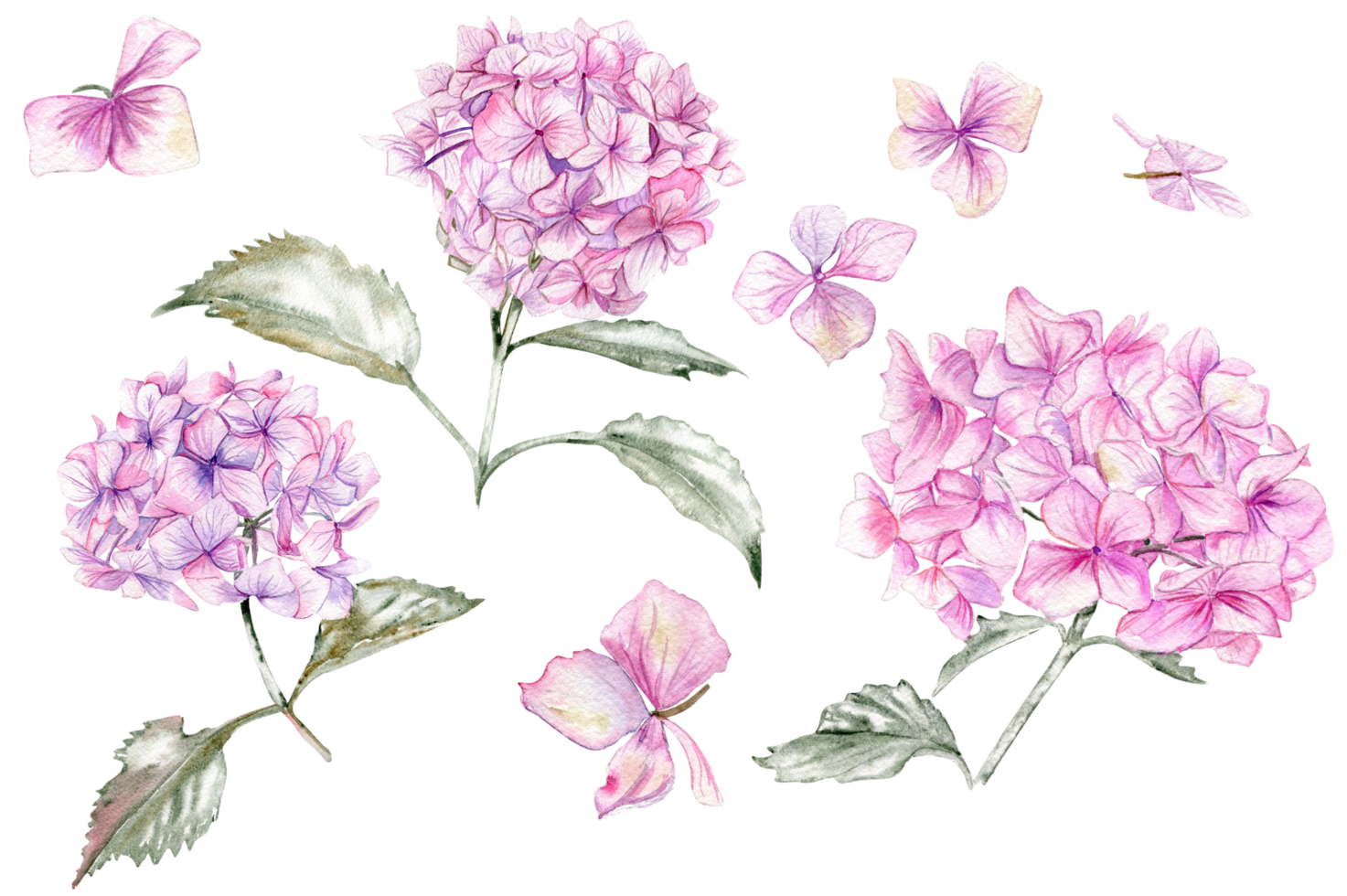 Pink hydrangea flower. png