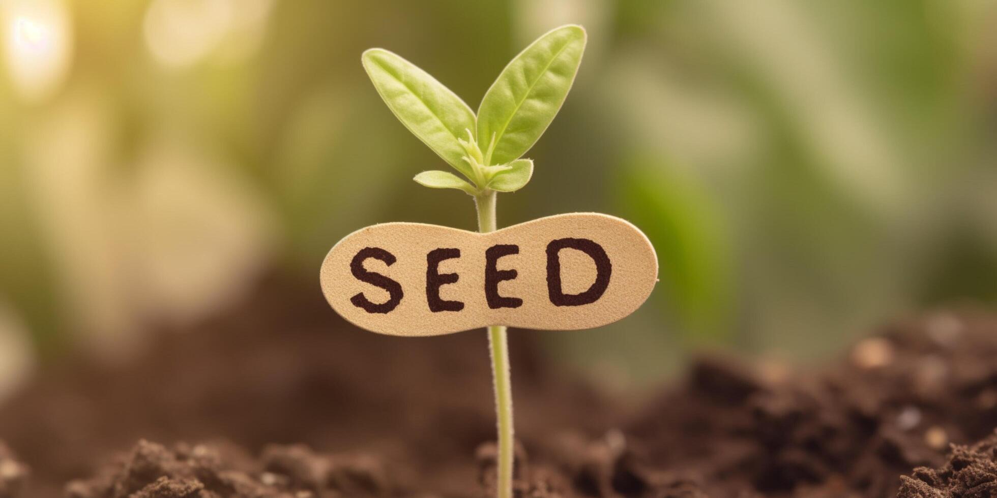 A plant with word seed on it photo