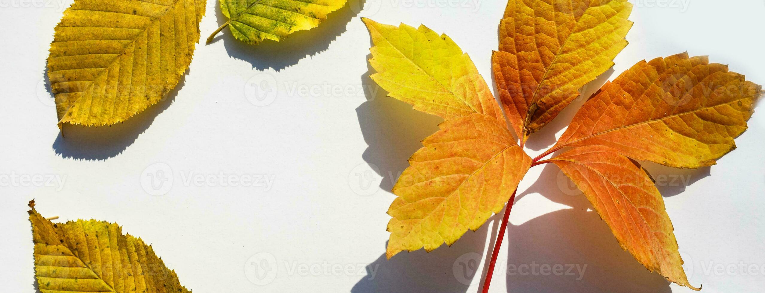 Multicolored leaves. Colorful autumn leaves collection isolated on white background photo