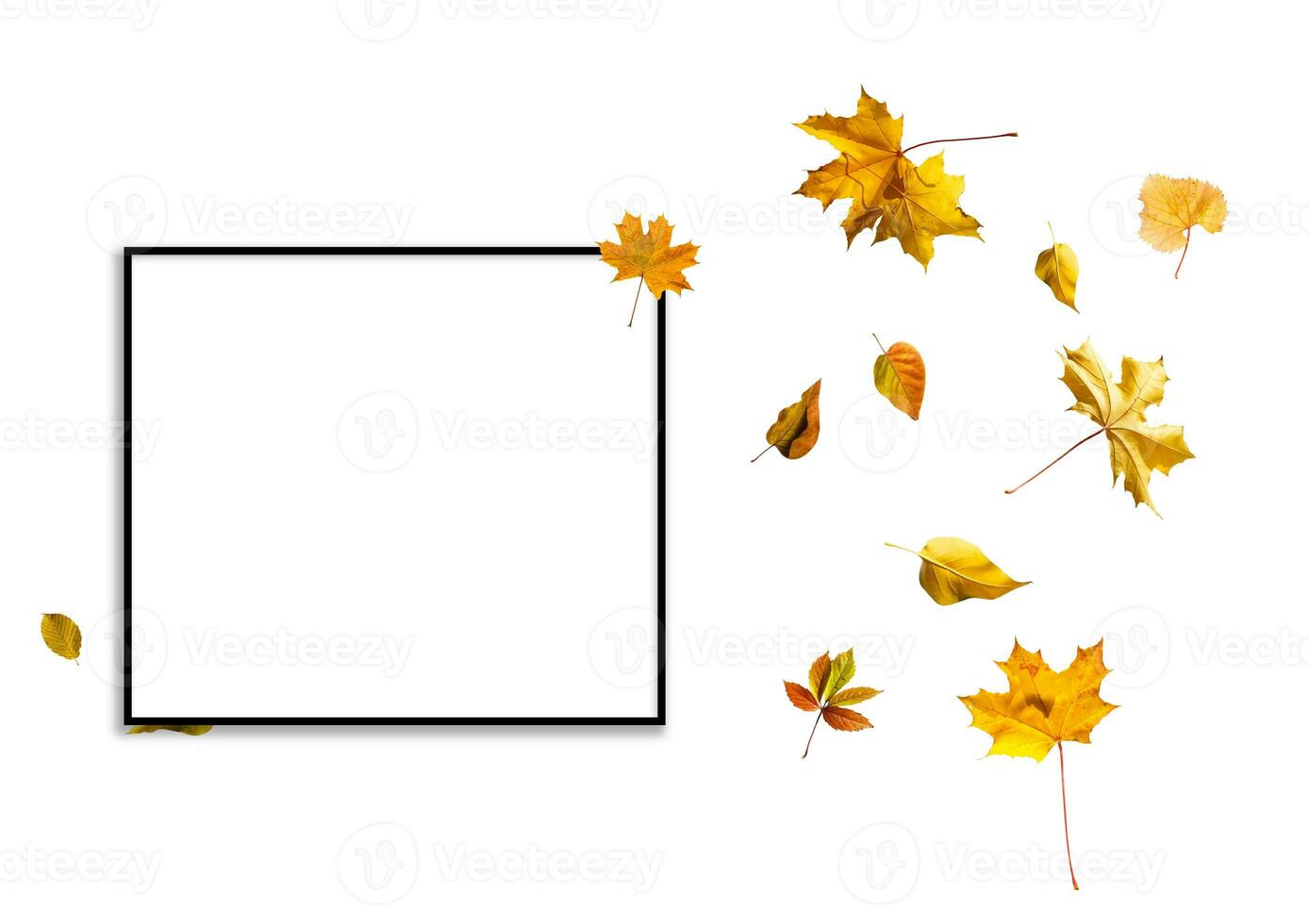 Autumn background. autumn leaves and frame for text photo