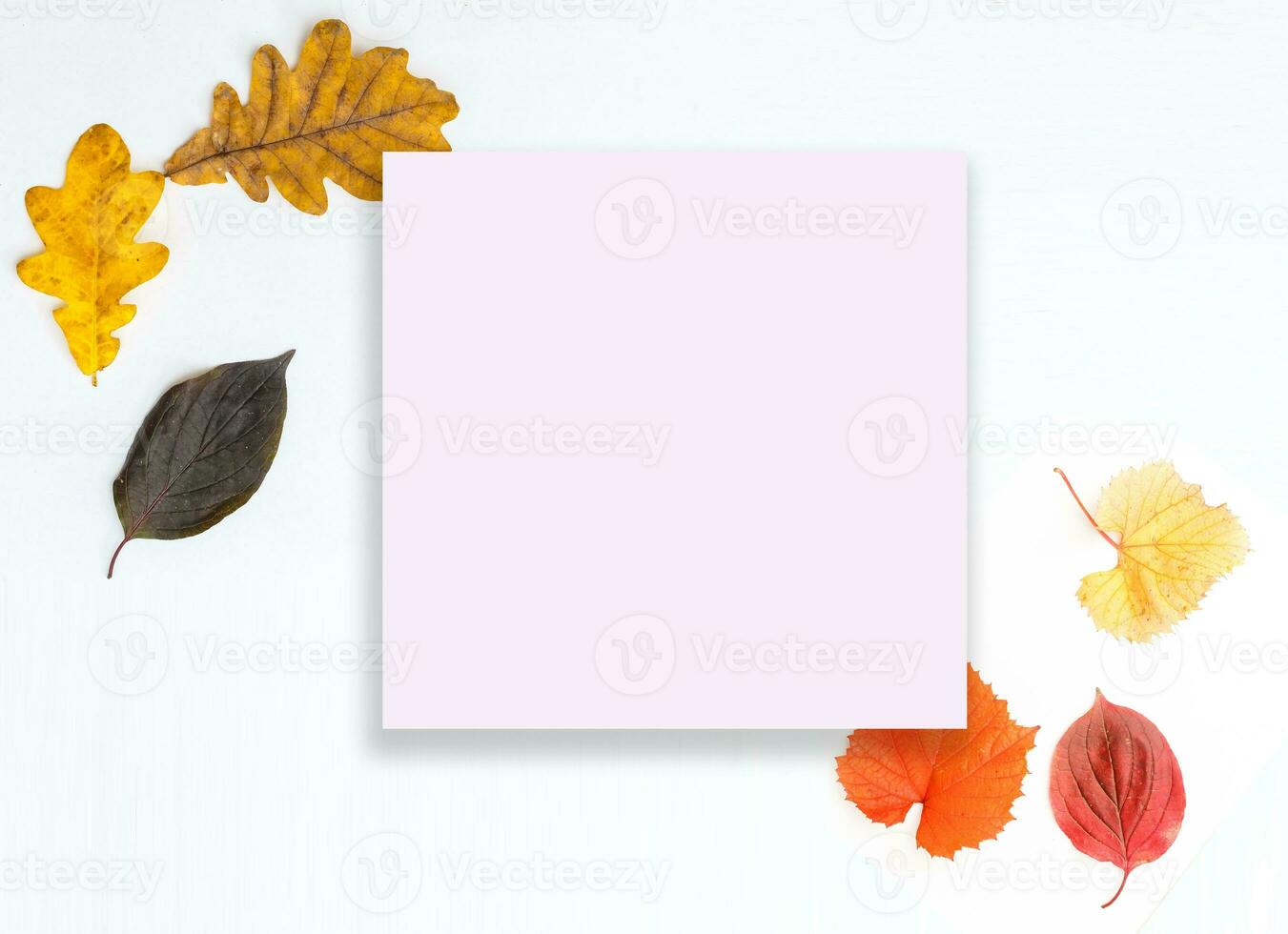 Fall Maple Leaves Border with White Background photo