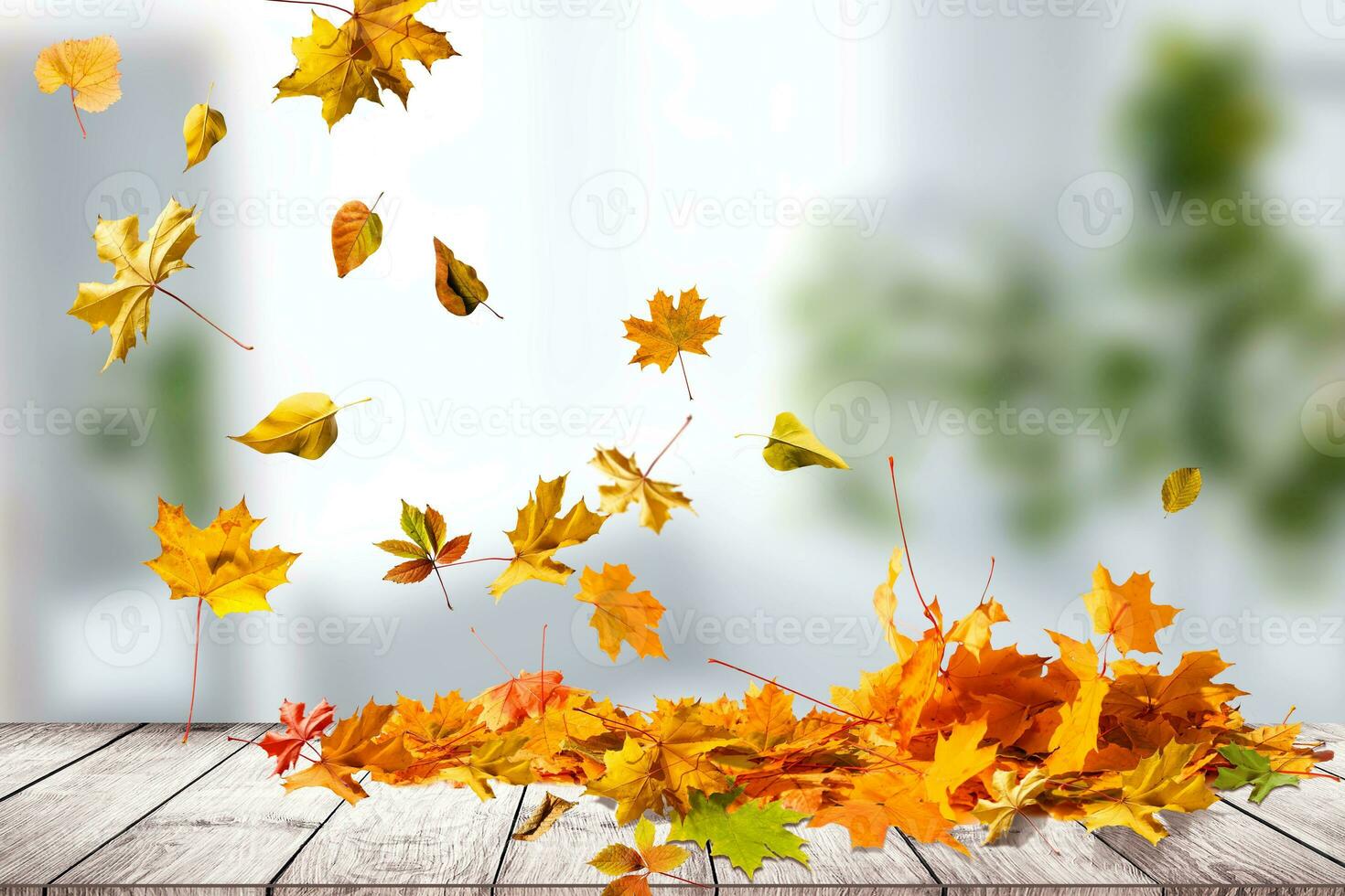Pile of autumn colored leaves isolated on white background.A heap of different maple dry leaf. Red and colorful foliage colors in the fall season photo