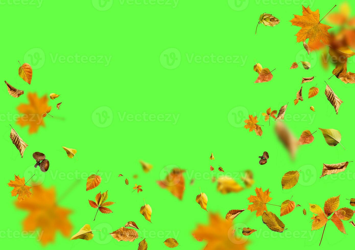 Collection set of beautiful colourful autumn leaves isolated on green background photo