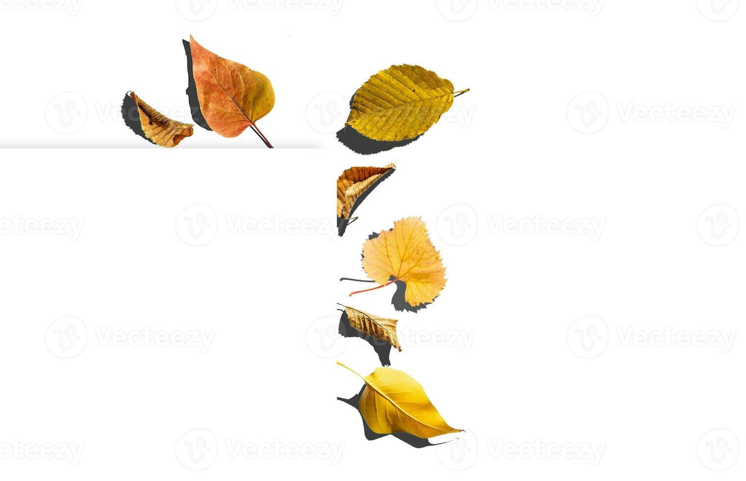 Multicolored leaves. Colorful autumn leaves collection isolated on white background photo