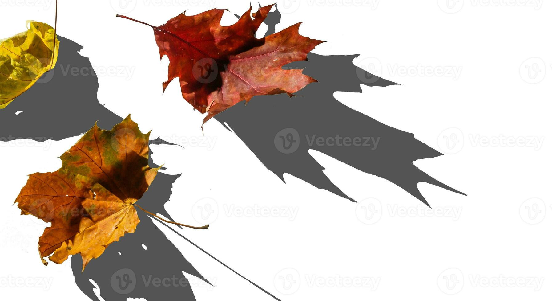 Multicolored leaves. Colorful autumn leaves collection isolated on white background photo