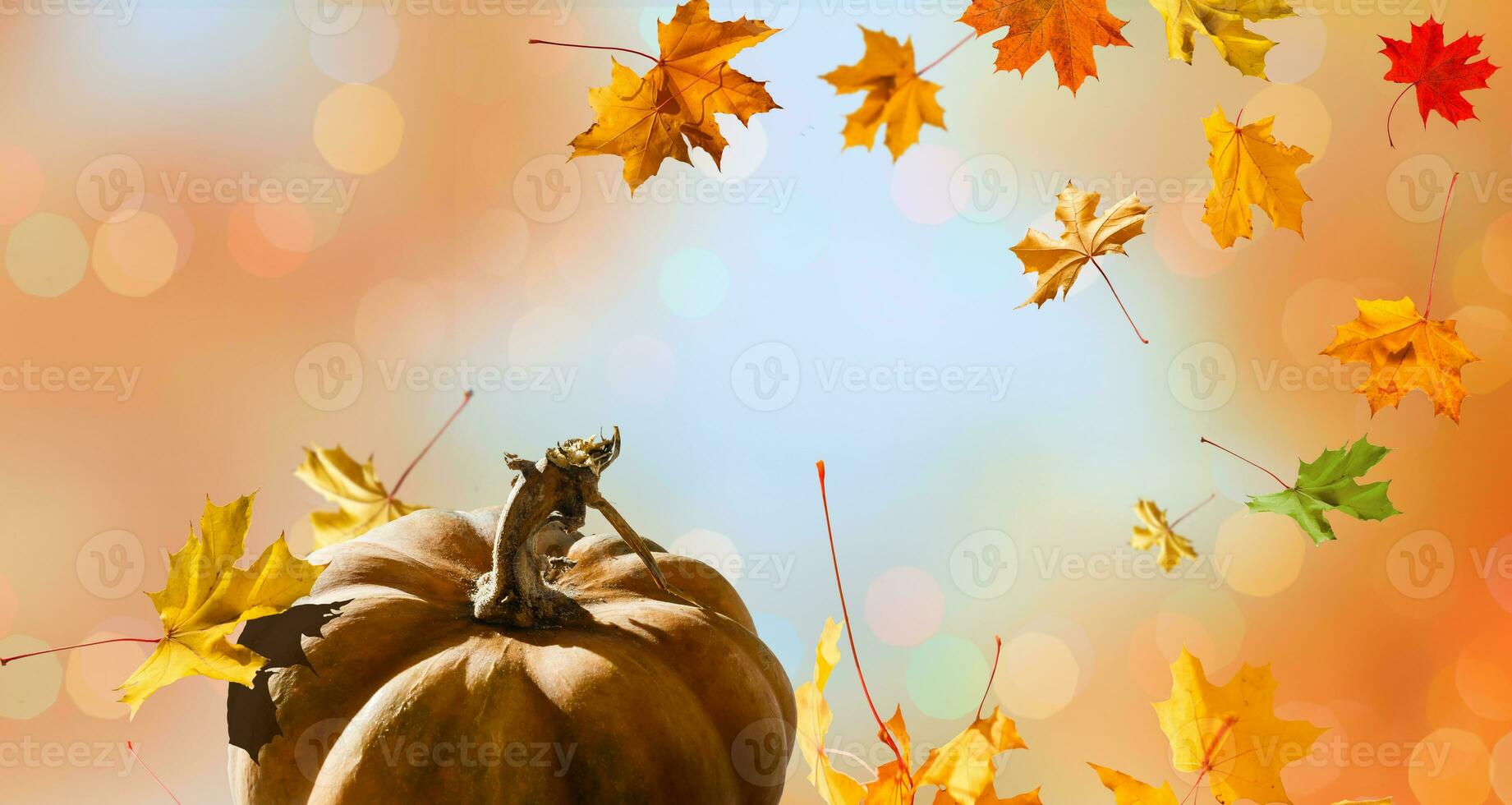 Autumn scene with pumpkins, Halloween or Thanksgiving background, copy space photo
