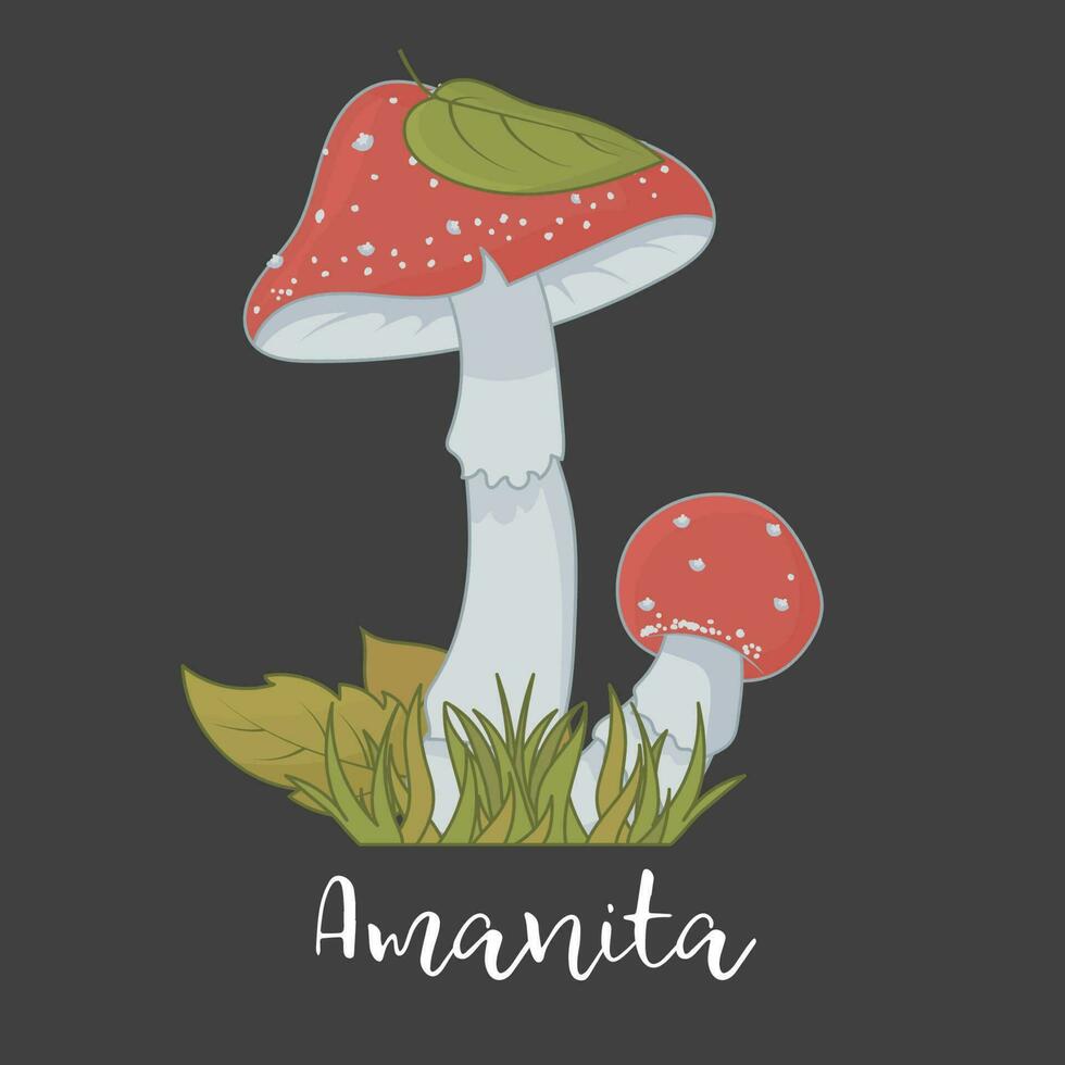 Red Fly Agaric in Grass on Black vector