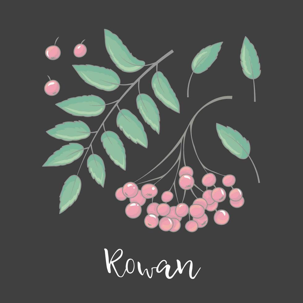 Rowan Leaves and Berries on Black vector