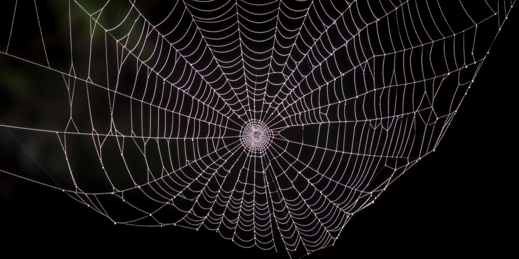 el maravilloso belleza de un araña web ai generado foto