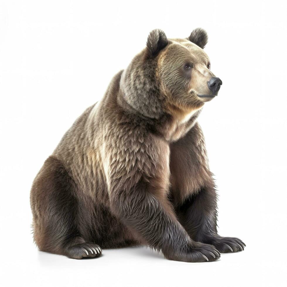 Bear isolated on white background, generate ai photo